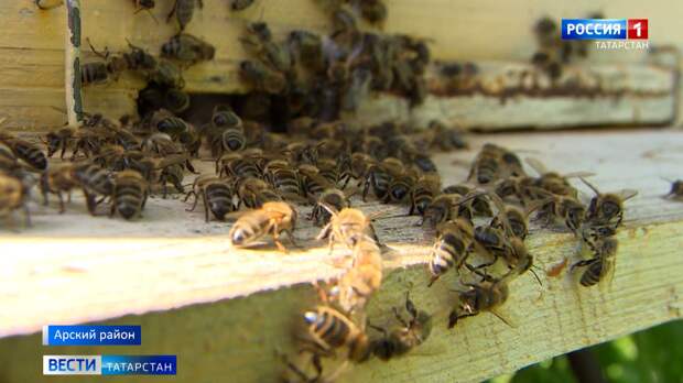 В Татарстане мужчина заставил сельхозпредприятие ответить за смерть своих пчел
