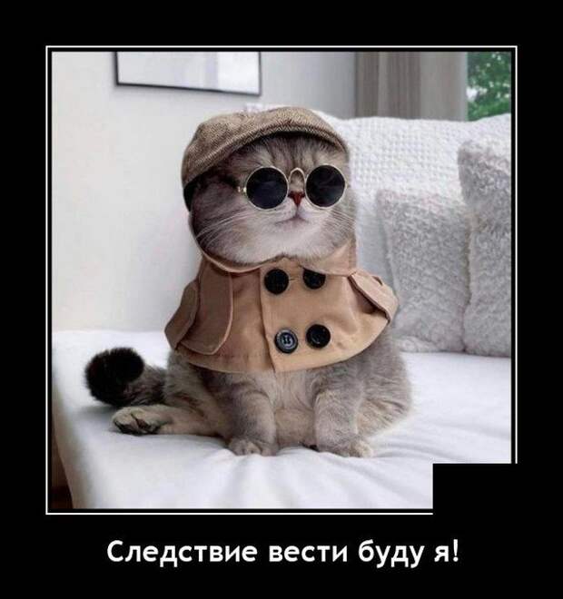 Демотиватор про кота