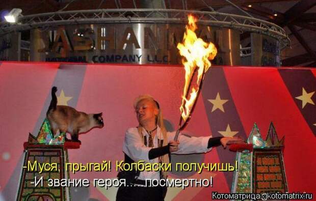 Лучшие котоматрицы недели (50 фото)