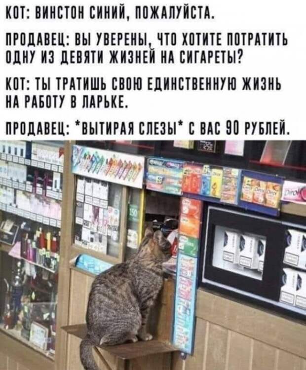 Всяческие картинки