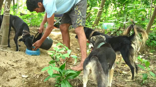 Мужчина странствует по Мексике с тележкой, спасая раненых и больных собак