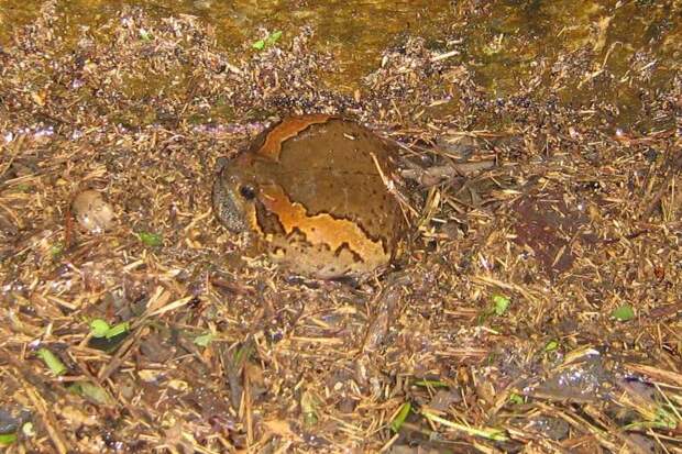 Украшенная бычья лягушка, или индийская бычья лягушка  (лат. Kaloula pulchra) 