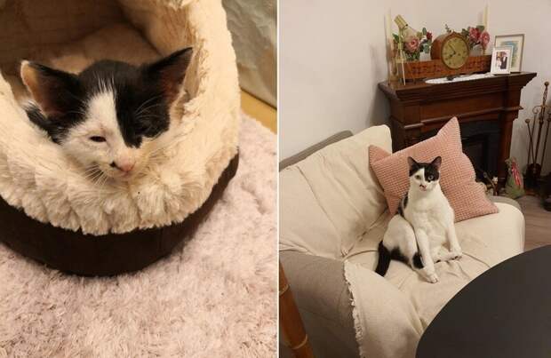 До и после: 17 трогательных фото усыновленных животных, которые обрели дом