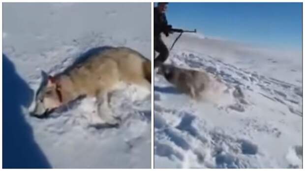 В Казахстане волк "восстал из мёртвых" и бросился на охотника ynews, видео, волк, животные, загадка, казахстан, удивительное