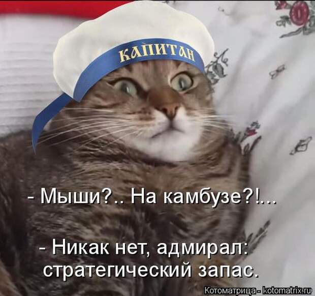 Лучшие котоматрицы недели (50 фото)