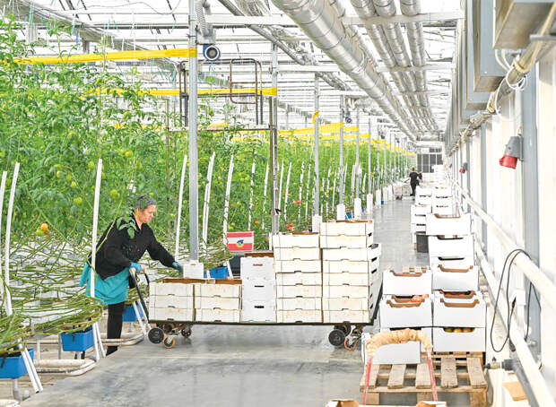 Новые сорта, умные технологии и поддержка местных производителей: как развивается АПК Крыма