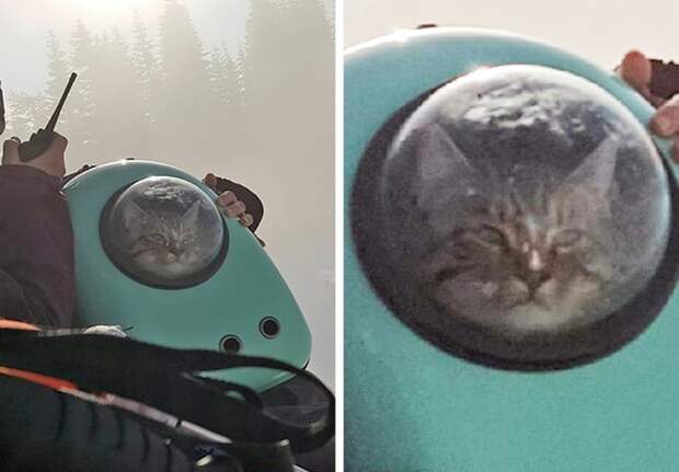 сюрприз кот в сумке