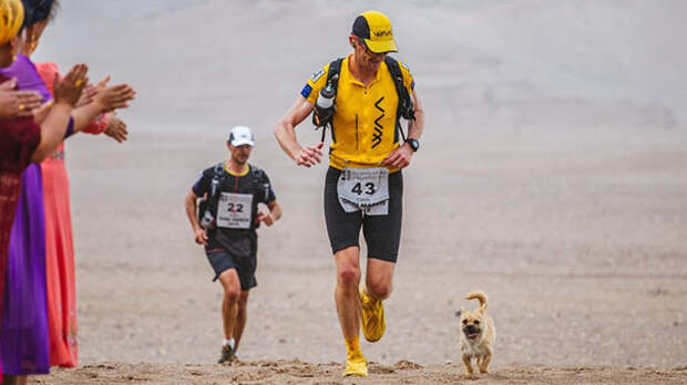 stray-dog-joins-race-gobi-dion-leonard-china-11