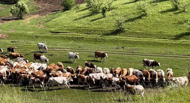 Фермер из Тулы нарушил правила учета коров