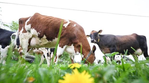 РЕН ТВ расскажет, как коровий навоз защищает от телефонного излучения