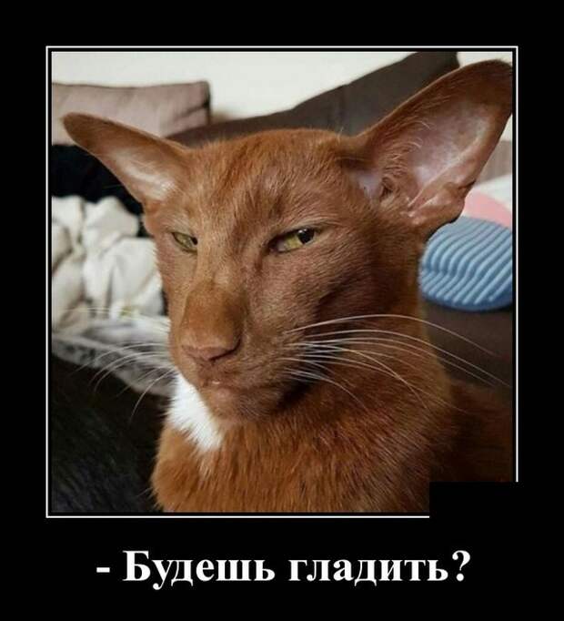 Демотиваторы (30 фото)