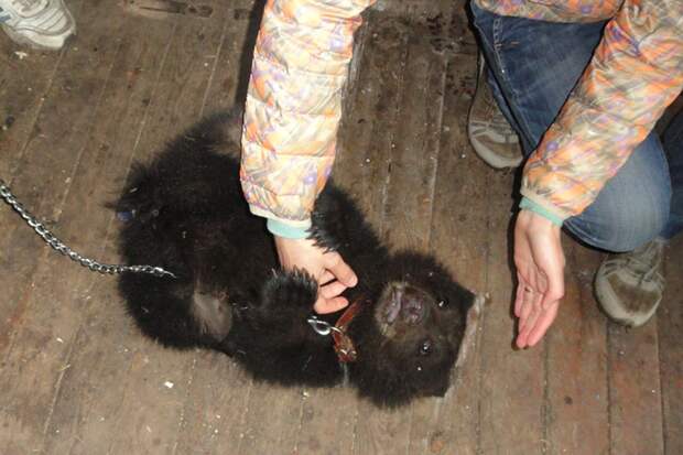 Двух измученных медведей спасли из частного зоопарка в Сергаче Фото: Алексей КАЗАКОВЦЕВ