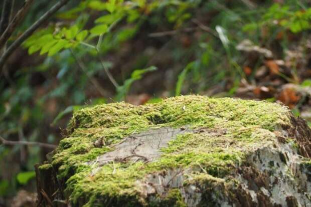 Пень на участке: как избавиться без нервов и потерь