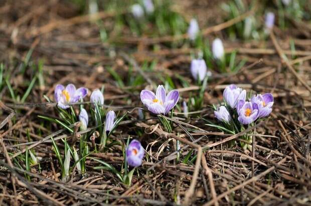 Синоптик рассказал, что климатическая весна придет в Москву в апреле