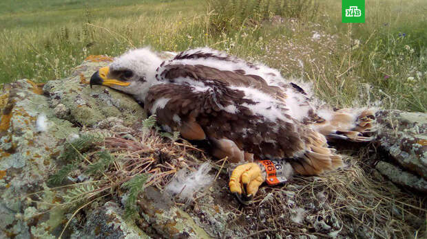 Птица разорила российских ученых SMS из-за рубежа