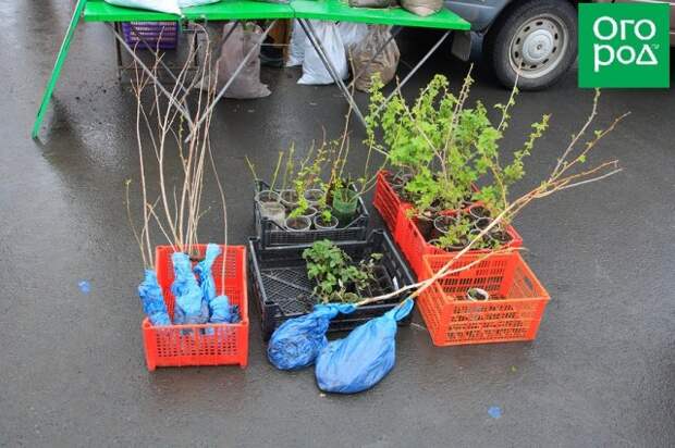 Продажа саженцев