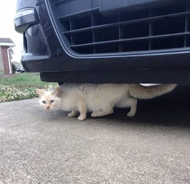 Без кота и жизнь не та
