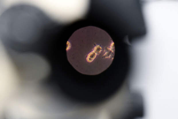 JV: гигантский вирус дал подсказки к тайне происхождения сложной жизни