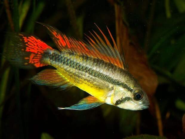 Популярные аквариумные рыбки: названия, уход, содержание и совместимость