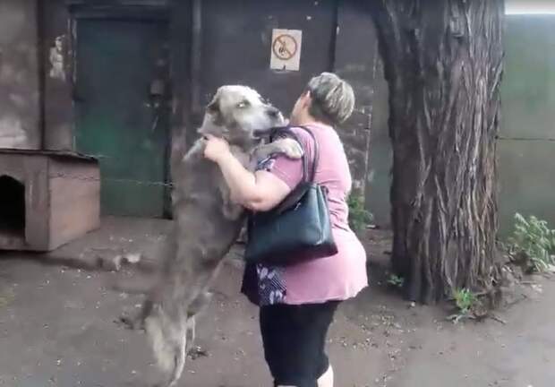 Женщина два года искала украденного пса, и наконец они встретились. Видео