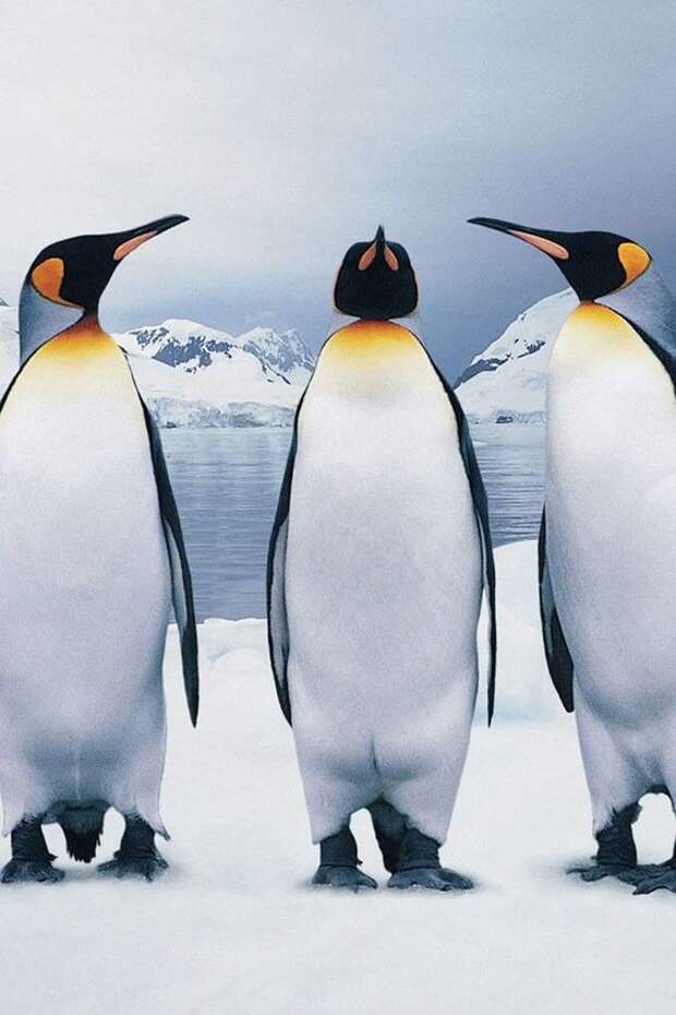 Босс и его охрана интересное, пингвины, факты, фауна
