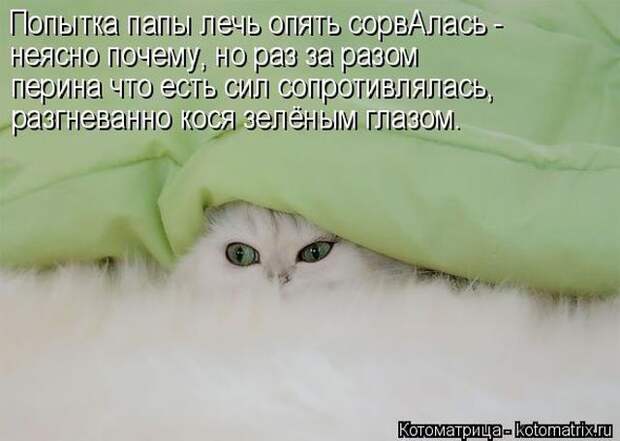 Лучшие котоматрицы недели (50 фото)