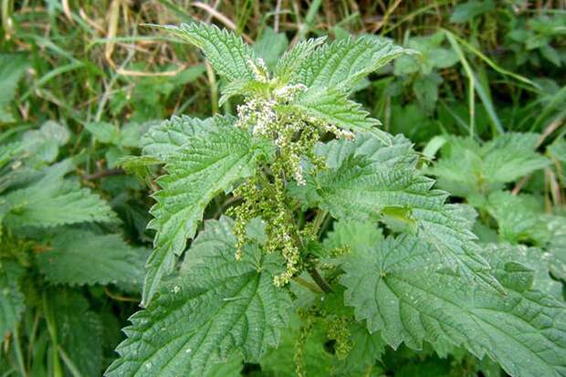 https://good-tips.pro/images/medicine/urtica/Urtica-dioica-big.jpg