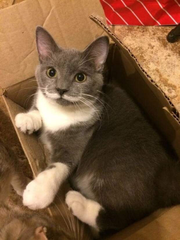 Кошки с причудливым окрасом шерсти коты, кошки, прикольный окрас кошек.