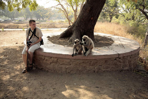 Россиян призвали не кормить бродячих собак и не улыбаться обезьянам в Индии