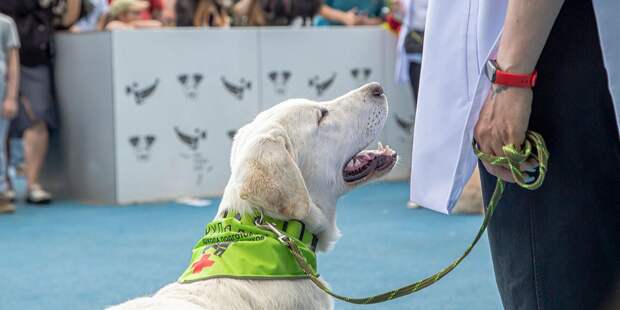 Выступление собак-поводырей пройдет на фестивале "Лето в Москве"