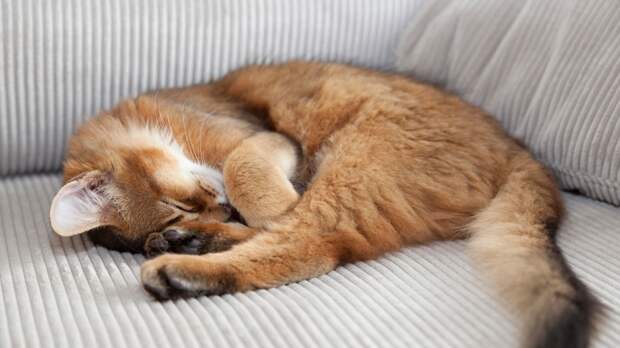 Как по мордочке понять, кот перед вами или кошка