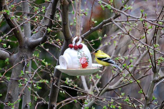 Картинки по запросу tea pot bird house