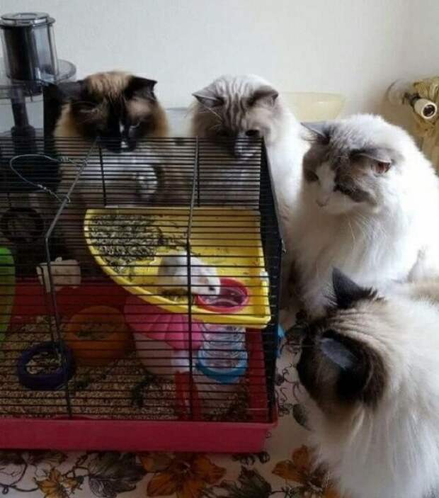 Субботний котопост коты, кошки, приколы с котами., смешные коты
