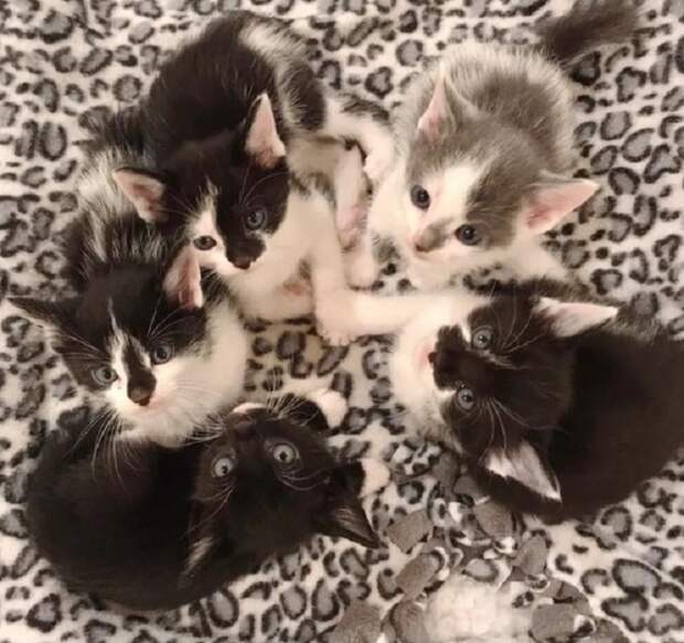 Двухцветные котята Котята лежат