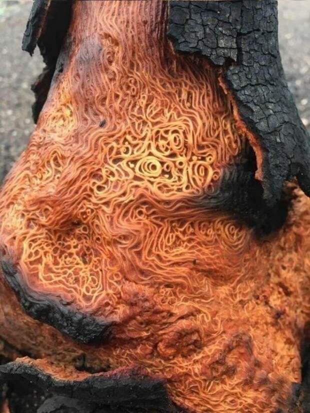 Сгоревшее дерево Сгоревшее дерево