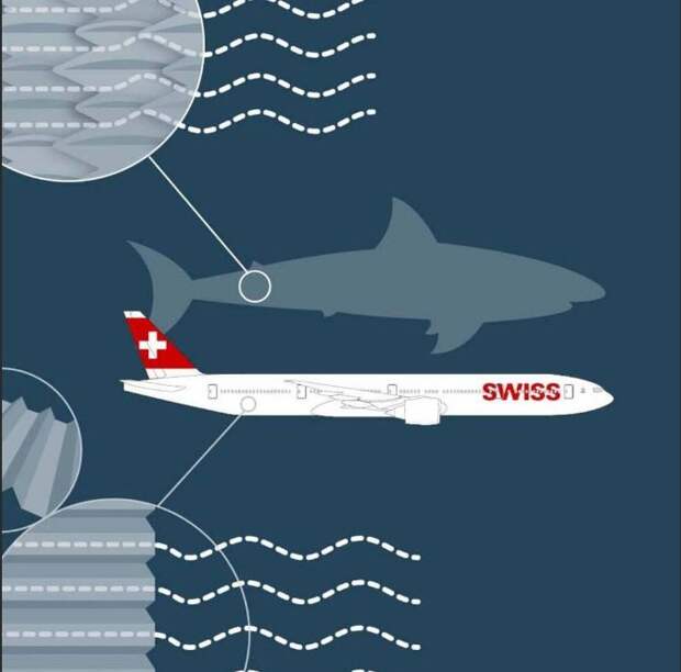 Как акулы и гуси могут улучшить положение дел в авиации?