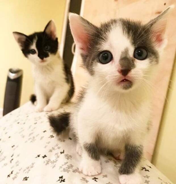 Котята грустят Котята на диване