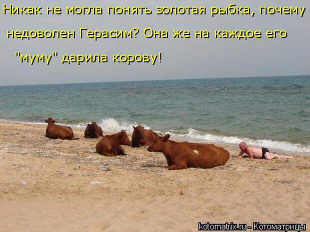Лучшие котоматрицы недели (50 фото)