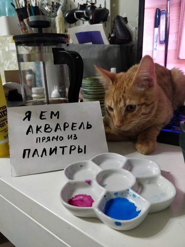 16. Когда кот — художник в душе