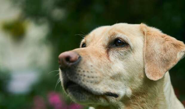 Кинолог Голубев: цветение растений может навредить собаке