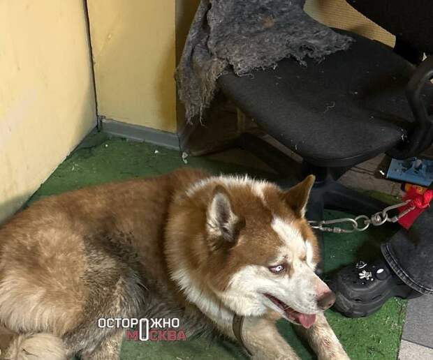 Депутат Бурматов обратится в прокуратуру по факту избиения хаски в Люберцах