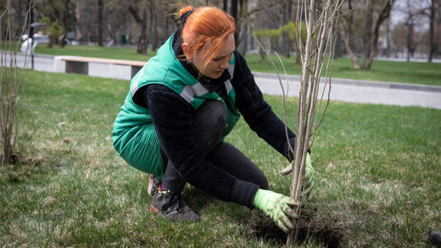 В рамках акции «Сад памяти» высадили пятимиллионное дерево