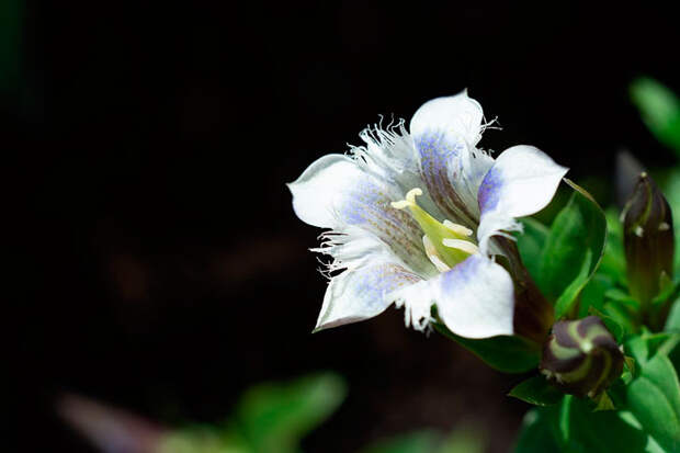 Белая зависть