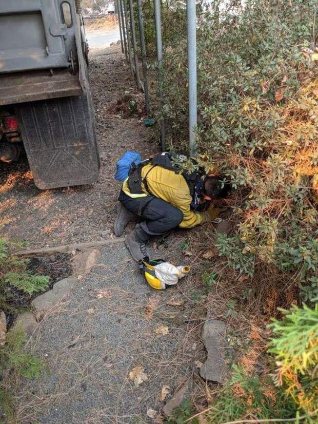 спасатель ищет кота в кустах 