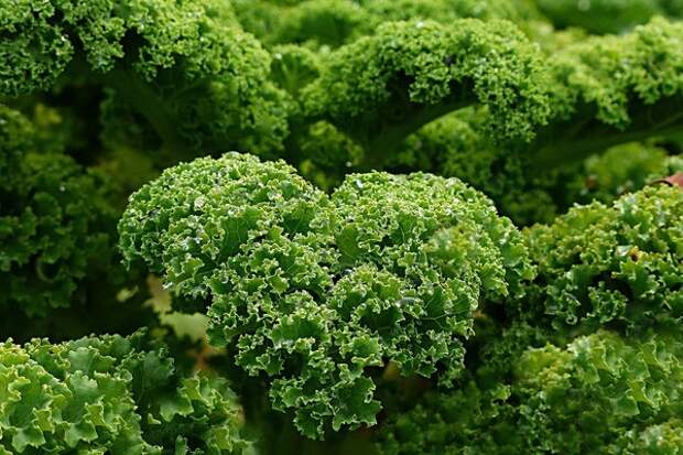 11 натуральных продуктов для облегчения боли в коленях и суставах