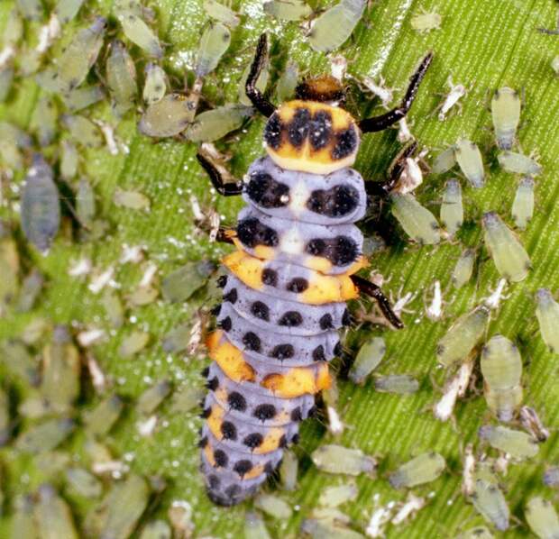 Суперхищники. Coccinellidae животные, факты