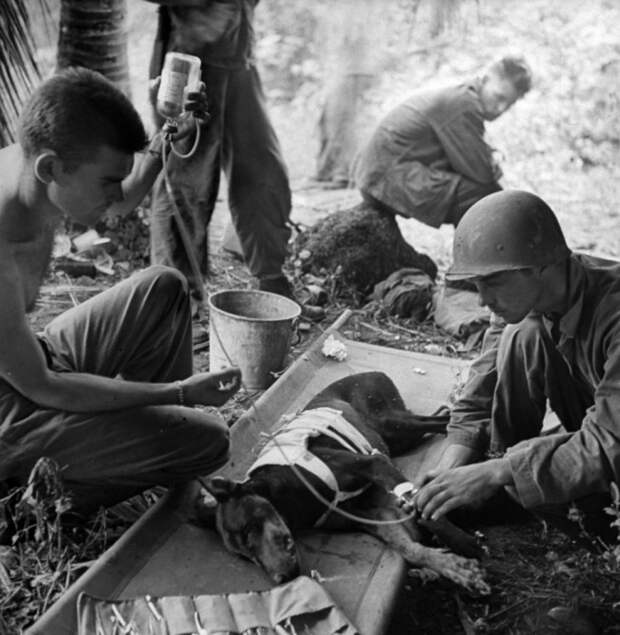 Американские солдаты лечат раненую собаку, 1944 год.