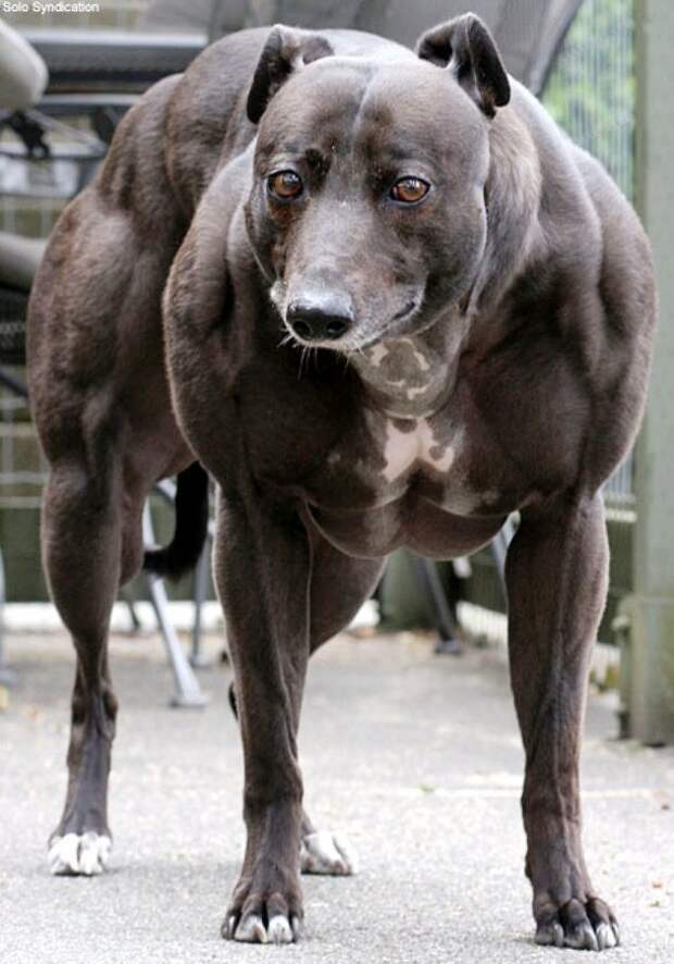 Гончая по имени Венди (известная в народе как «собачий Халк») страдает редким генетическим заболеванием. Её мышцы вдвое крупнее и тяжелее нормы невероятное, удивительное, фото
