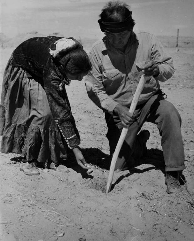 Отец с дочерью сажают кукурузу. Туба, Аризона, 1948 индейцы, история, навахо, фотография