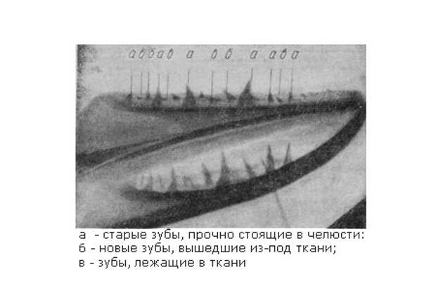 Рентгеновский снимок нижней челюсти щуки